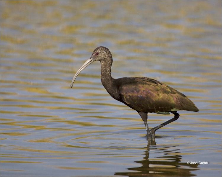 White-faced Ibis;Ibis;Plegadis chihi;Southwest USA;one animal;close-up;color image;nobody;photography;day;outdoors. Wildlife;birds;animals in the wild;One;avifauna;bird;feather;feathered;outdoors;outside;untamed;wild;color;color photograph;daytime;close up;feathers;wilderness;perch;perching;watching;watchful;Close up